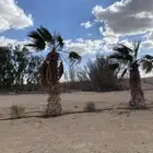 عسف نخل (سعف)