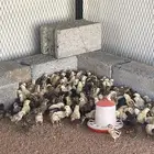 ماشاءالله تبارك الله صوص بلدي وفيومي