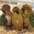 فروخ صن كنيور سعر منافس