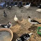 بح مصري للبيع عل وشك يبيض