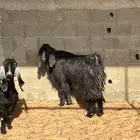 تيس ثني اجم