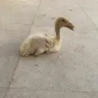 بط للبيع