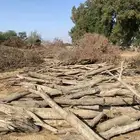 خشب بزرومي للبيع