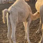 حاشي على حليب امه عمره 6 شهور طيب بالحيل