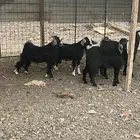 تيوس مخاصي طيبه ونظيفه ( انباعت الله يبارك له )