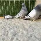 مجموعه حمام زينه فاخر