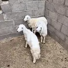رخال وجمده(وادي الدواسر)