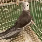 ذكر كروان. منتج