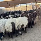 بهم نعيمي طيب فل الفل