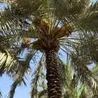 تمر مزرعه للبيع