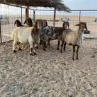 القصيم