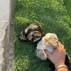 يوركشاير تيرير للبيع ( مستوى ممتاز جدا  )