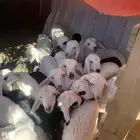 ضان اباكير متابيع