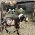 غنم معزا عارضيات