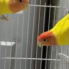 روز تم البيع