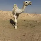 قعود