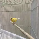 ذكر كناري سوري