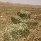 محصول دخن انتاج هذي الايام