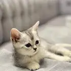 قطط سكوتش