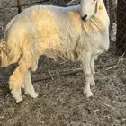 طلي حري تم البيع