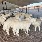 طليان حر ي ضحايا (تم البيع)