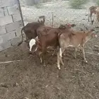 للبيع حسلان تربيه