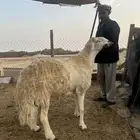 للبيع فحل حري صنف الصنف مشروط