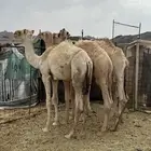 للبيع قعدان شقح الشحم فل طيبات وبريات