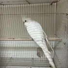 زوج كروان البينو معاه بيض