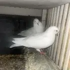 حمام جوز