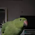 ببغاء الدره