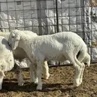 خرفان حريه للبيع