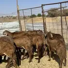 طليان سواكن مرابي