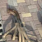 هدرز شروكي