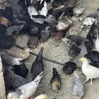 دجاج بلدي