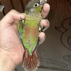 كنيور قرين شيك تم البيع