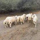 7 طليان فاخره