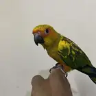 فرخ صن كنيور