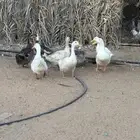 يوجد لدينا بط