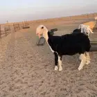 رخله نجديه