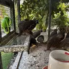 سمان كالفورني