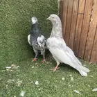 للبيع حمام باكستاني اناثي