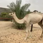 هجن لقيه