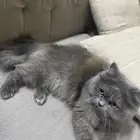 قطه انثى طالبه للتزواج