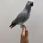 ببغاء كاسكو تم البيع