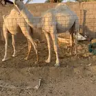 للبيع بكار حشو