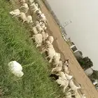 غنم وضأن مراح
