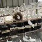 حمام فرنسي