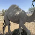 قعدان مفاريد