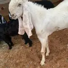 تيس مشروك طيب